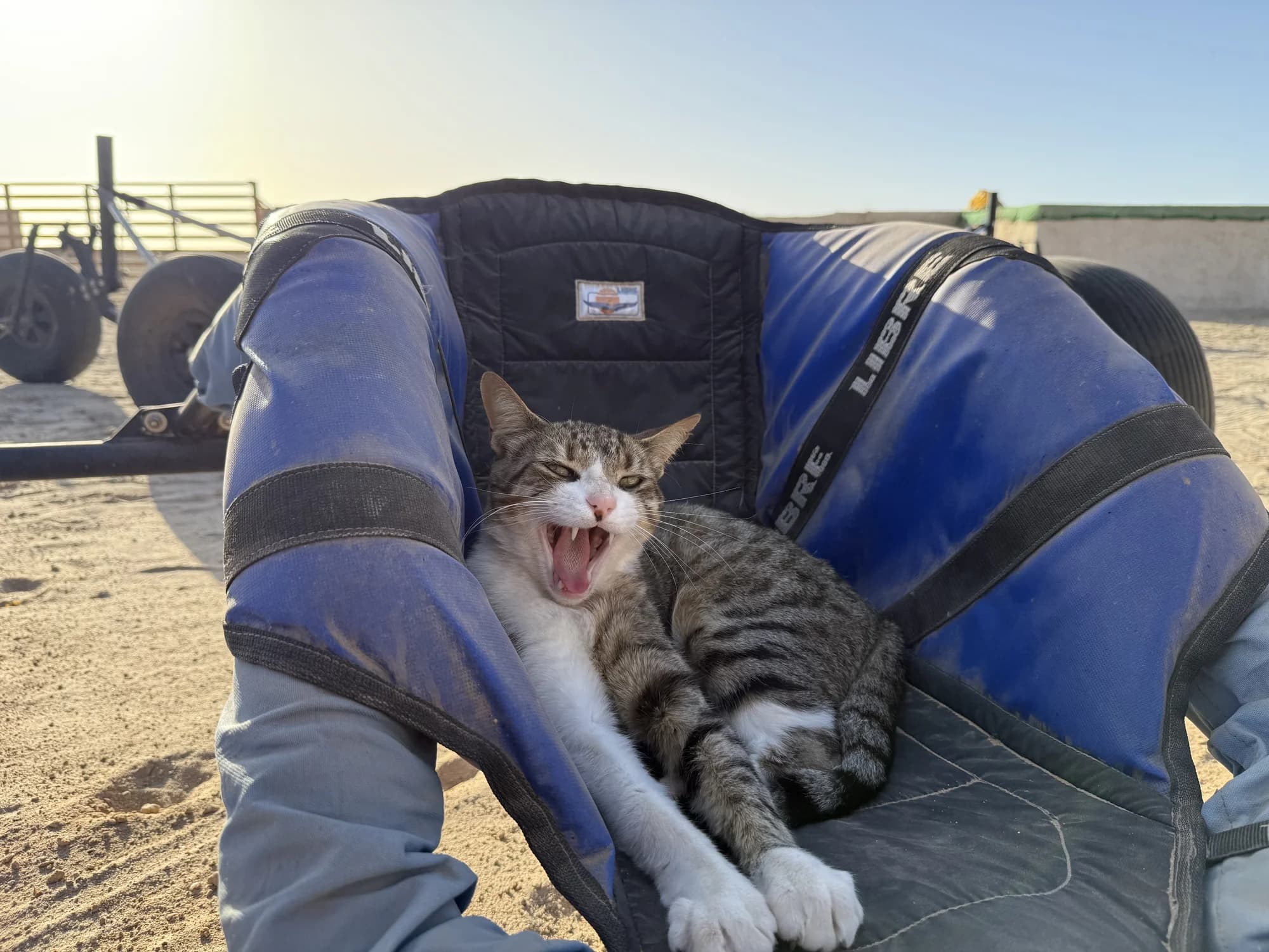 Mimi the tabby cat yawning wide, curled up on a land yacht's blue seat at sunset