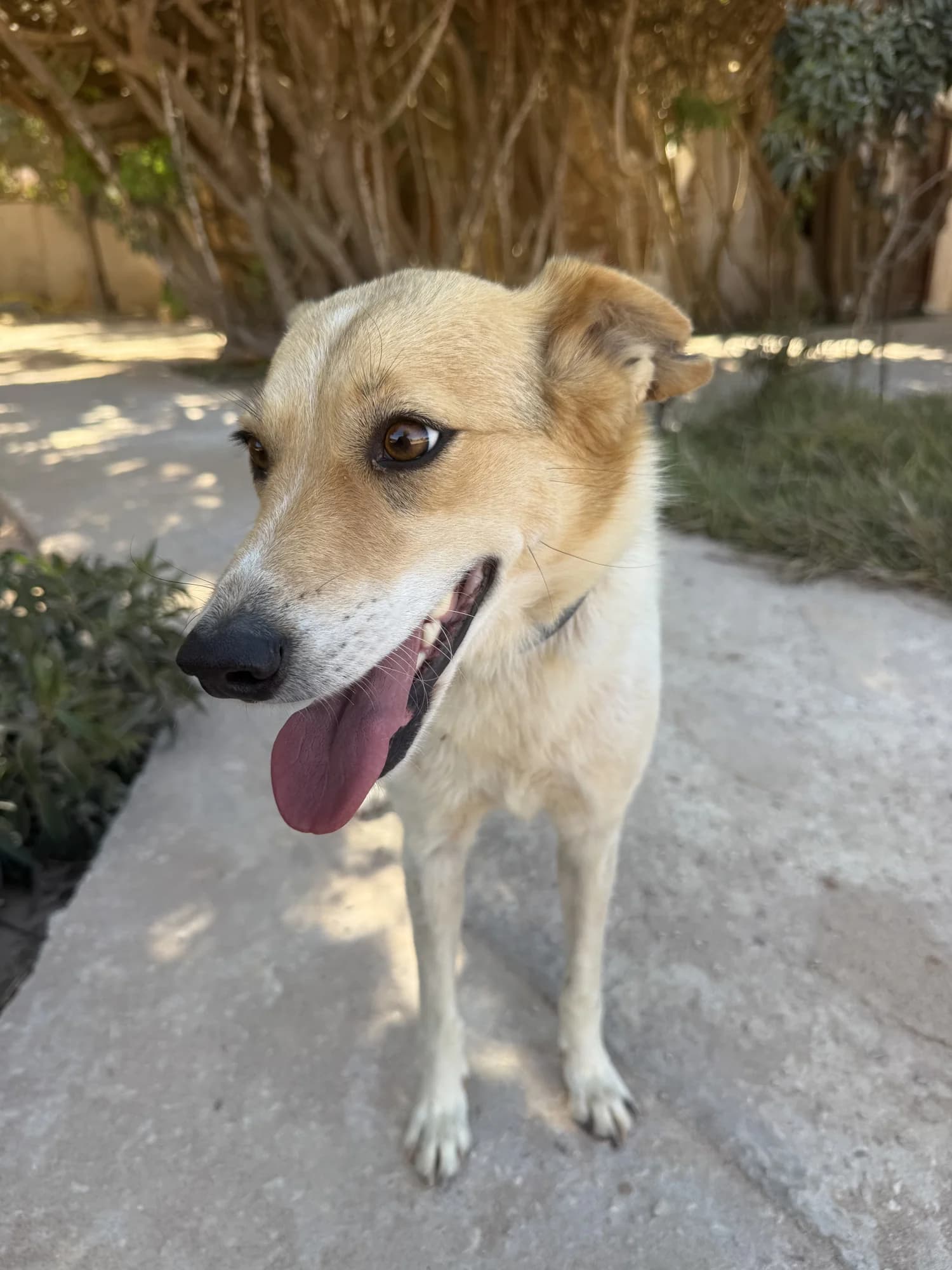 Roxi, the tan short-haired dog with her tongue out, on a garden path in front of a dry hedge